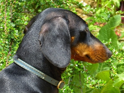 Foto Anak anjing satwa bulu