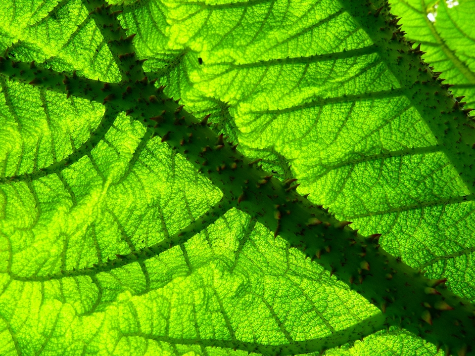 Plant leaf flower green