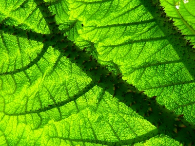 Foto Pianta foglia fiore verde