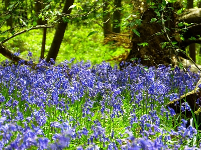 Forest plant meadow flower Photo