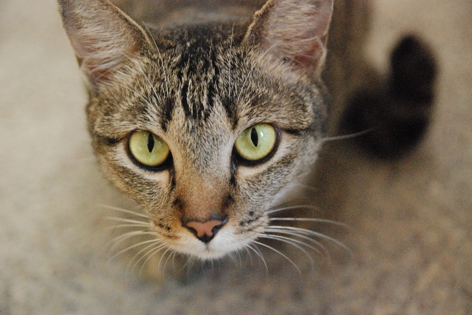 Animal de compagnie fourrure chaton