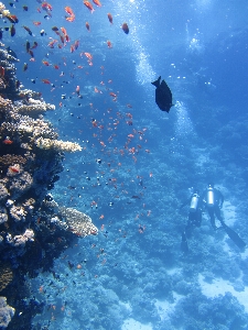 Sea ocean sky diving Photo