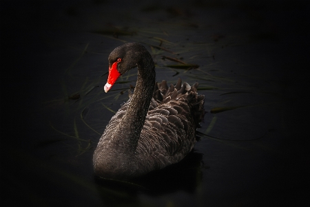 水 鳥 羽 湖 写真