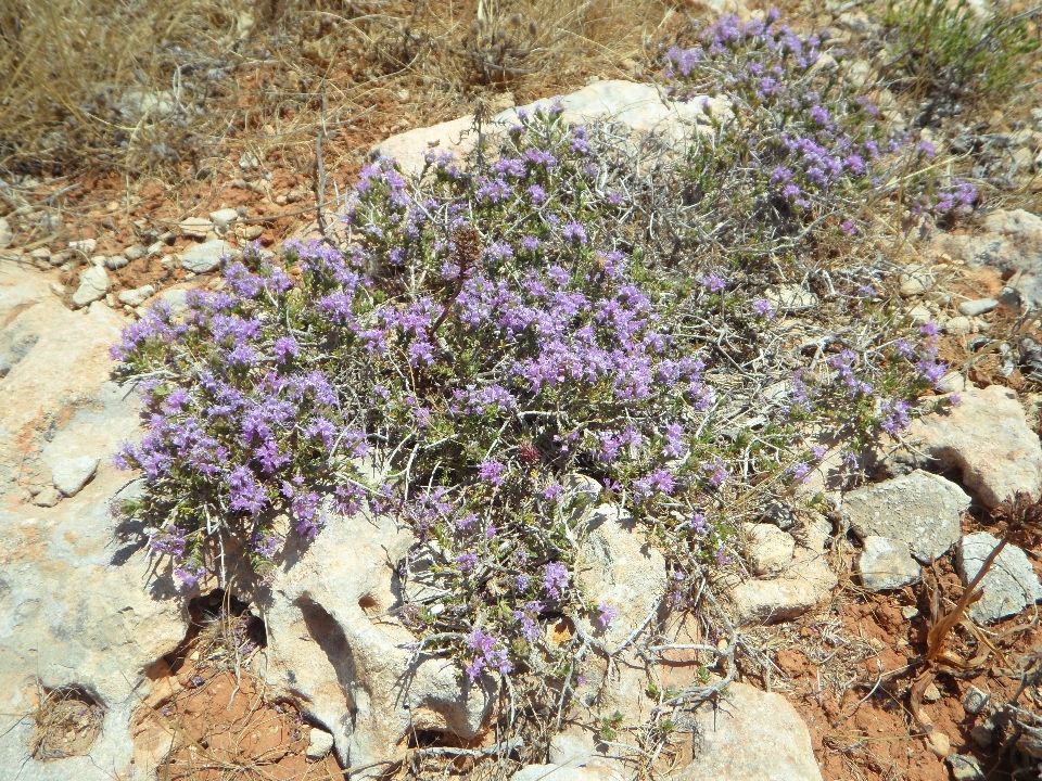 Anlage blume blühen wild