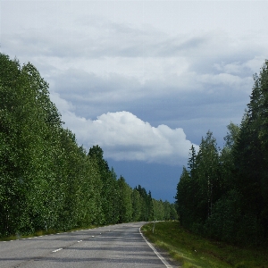 Landscape tree nature forest Photo