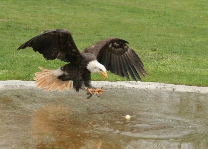 Bird wing view animal Photo