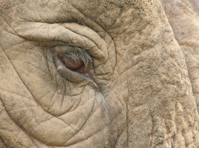 Kum rock hayvan yaban hayatı Fotoğraf