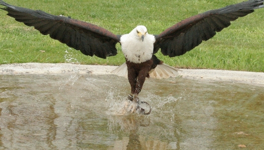 Foto Burung sayap melihat satwa