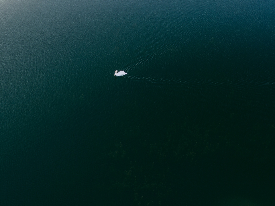 海 水 海洋 鸟