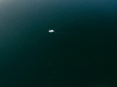 Deniz su okyanus kuş Fotoğraf