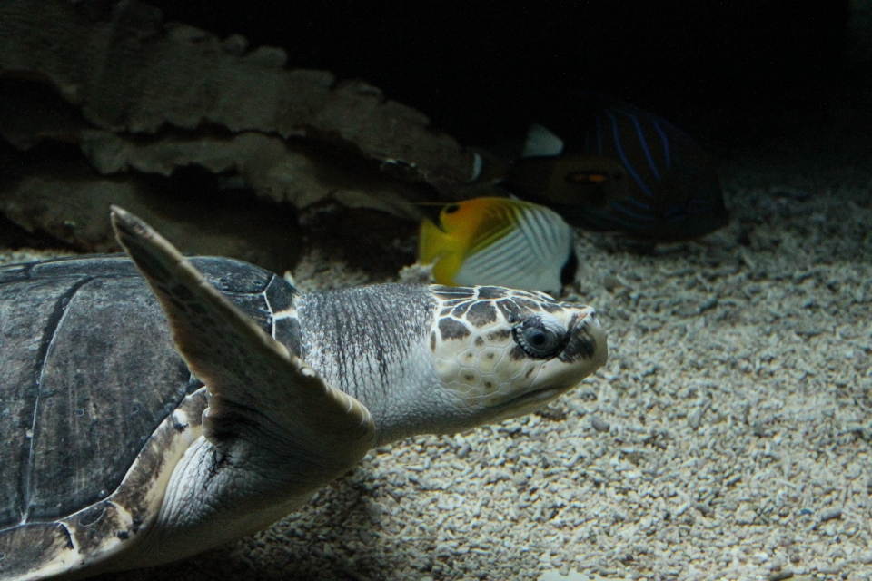 Podwodny ogród zoologiczny biologia żółw