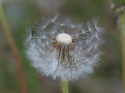 自然 草 植物 写真撮影 写真