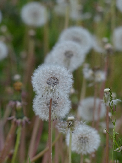 Natureza grama filial plantar