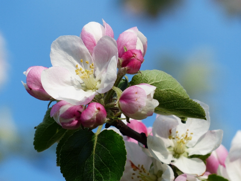 Apple natur zweig blüte