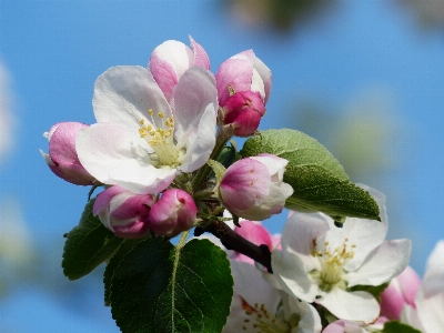 Apple 自然 ブランチ 花 写真