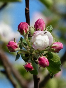 Zweig blüte anlage weiss Foto