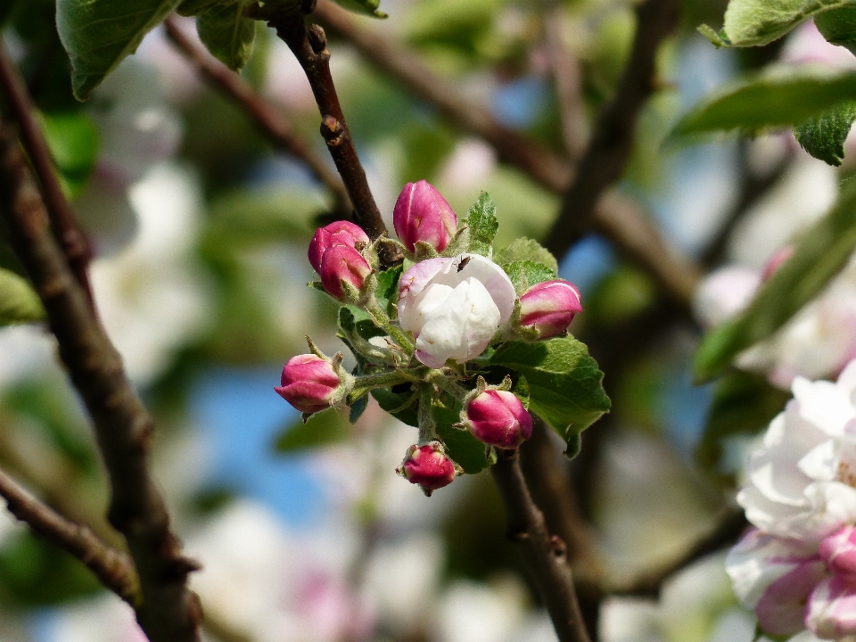 árvore filial florescer plantar