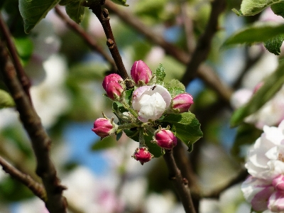 木 ブランチ 花 植物 写真