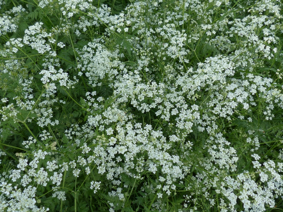 Mekar tanaman putih padang rumput
