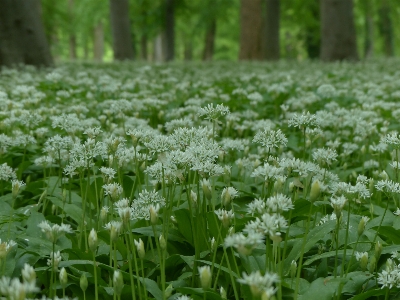 森 草 植物 白 写真