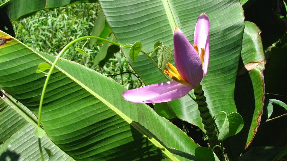 Nature plant leaf flower