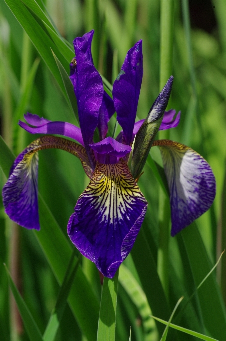 Natura fiore pianta prato
