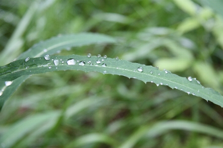 Foto Paisagem água natureza grama