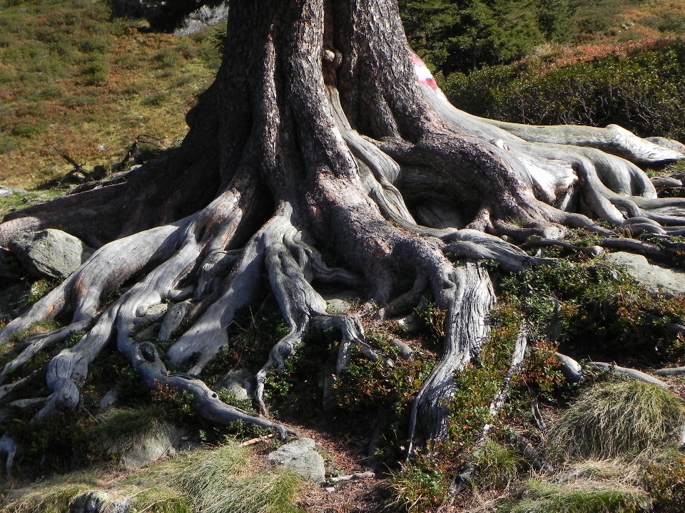 Tree nature forest rock