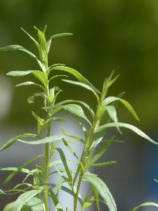 草 植物 葉 花 写真