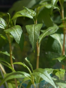 Plant leaf flower green Photo