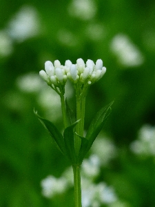 Nature grass blossom plant Photo