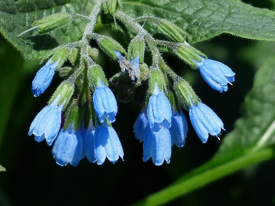 自然 花 植物 咲く 写真