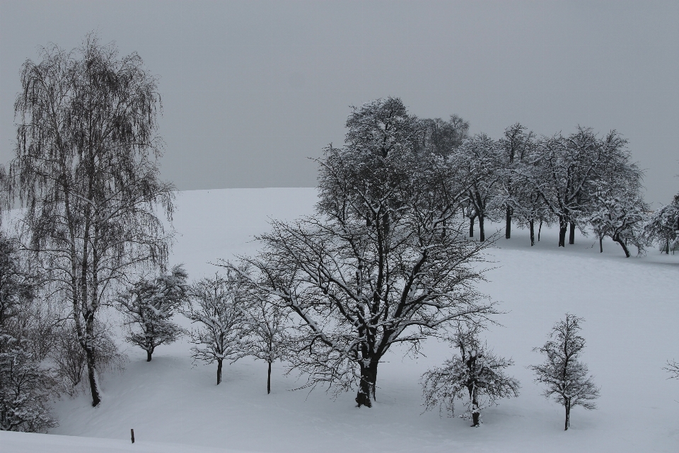 Arbre forêt bifurquer neige