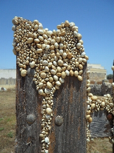 Tree rock fence wood Photo