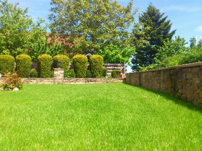 Landscape tree grass plant Photo