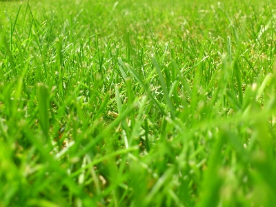 Nature grass dew plant Photo