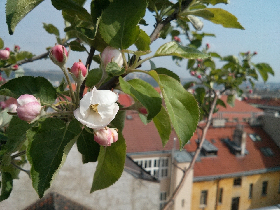 Apple baum natur zweig