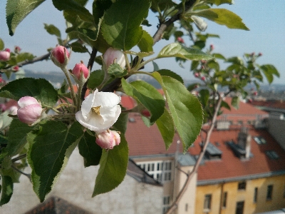 Apple 木 自然 ブランチ 写真