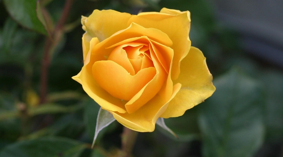 Fleur jaune rose usine