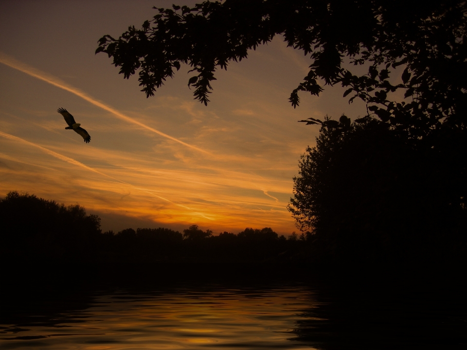 Paesaggio natura uccello nube