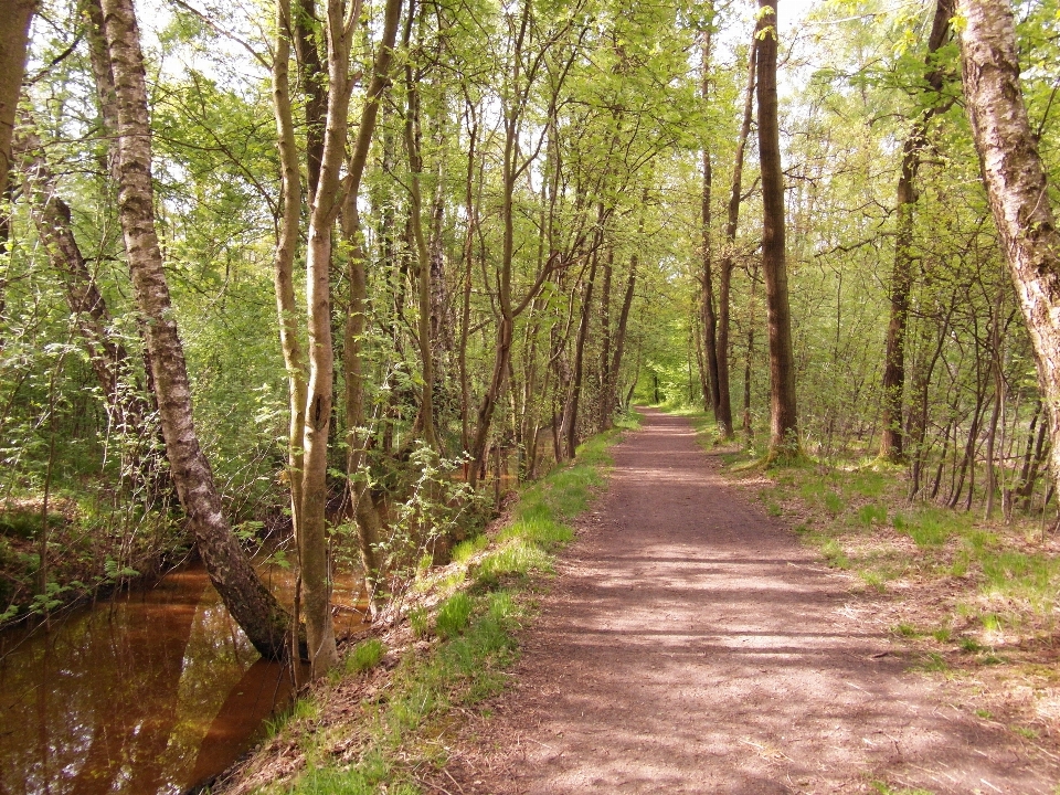 árbol naturaleza bosque desierto
