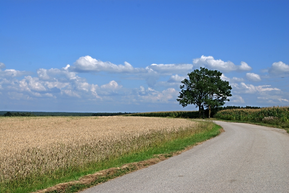 Paesaggio albero erba orizzonte