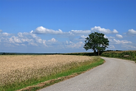 Landscape tree grass horizon Photo