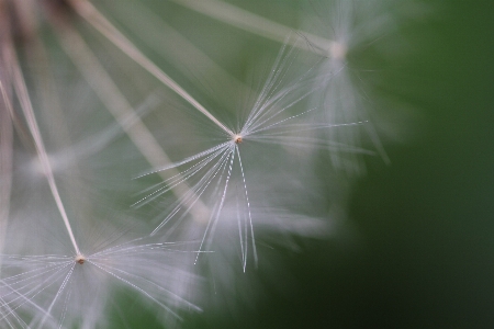 Nature grass dew plant Photo