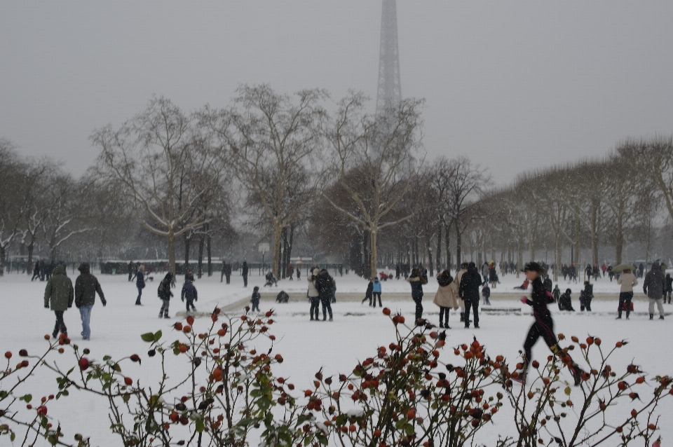 Arbre neige froid hiver