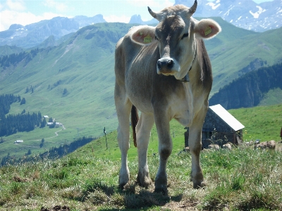 Wilderness mountain meadow animal Photo