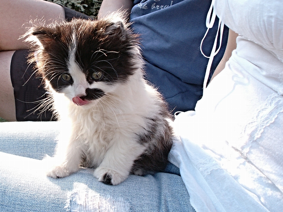 Schwarz und weiß
 menschen kätzchen katze