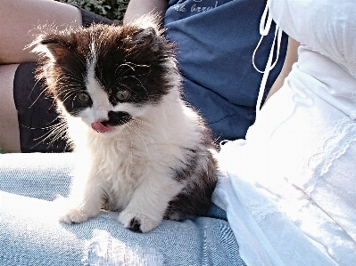 Foto Bianco e nero
 persone gattino gatto