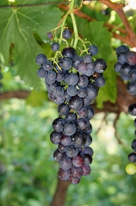 Plant sun grape wine Photo