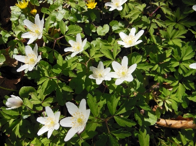 Nature plant white flower Photo